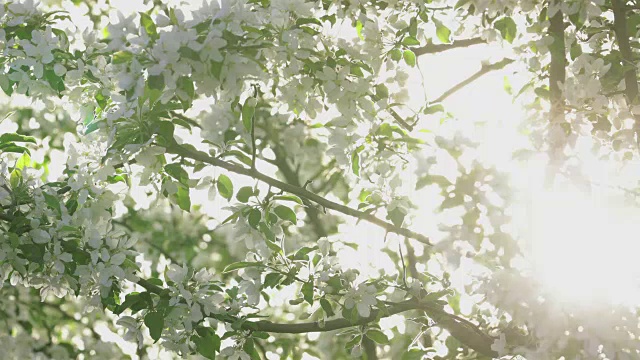 白苹果树在春天开花视频下载