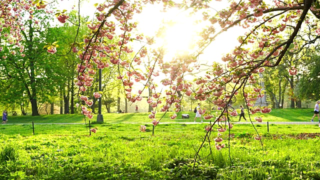 夕阳照亮了公园路上的人们，纽约中央公园的樱花盛开。人们喜欢在日落时分在公园的路上跑步、散步和骑自行车。视频素材