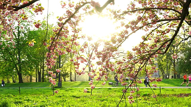 夕阳照亮了公园路上的人们，纽约中央公园的樱花盛开。人们喜欢在日落时分在公园的路上跑步、散步和骑自行车。视频素材