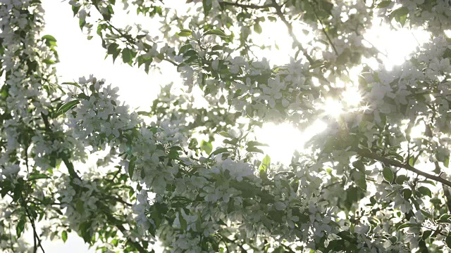 白苹果树在春天开花视频素材