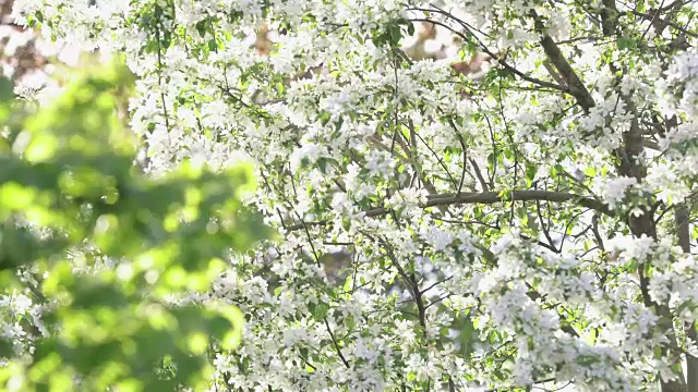 白苹果树在春天开花视频素材