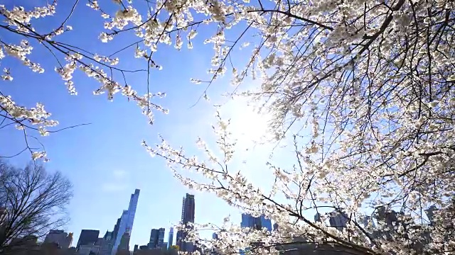 春天的阳光照亮了樱花，纽约中央公园的绵羊草地上的曼哈顿摩天大楼。视频素材