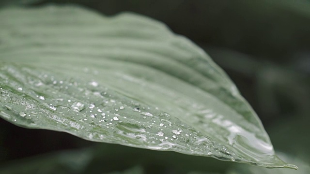 春天的绿叶带着雨滴视频素材