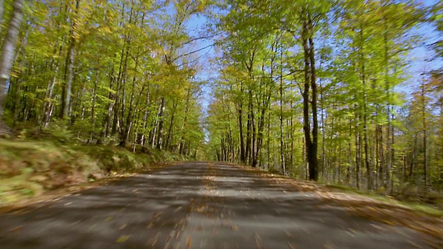 汽车的观点，绿树成荫的乡村道路在秋天视频素材