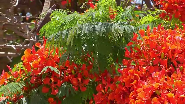 带花的热带芙蓉树视频视频素材