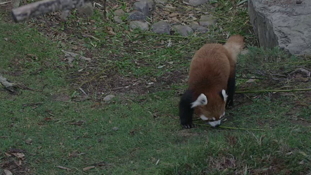 小熊猫又走又跳视频素材