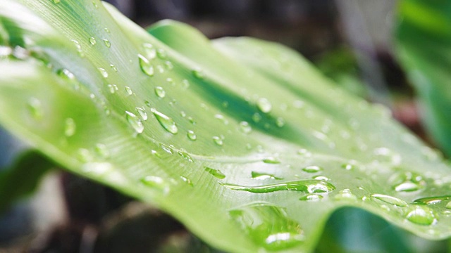 雨滴落在绿叶上视频素材