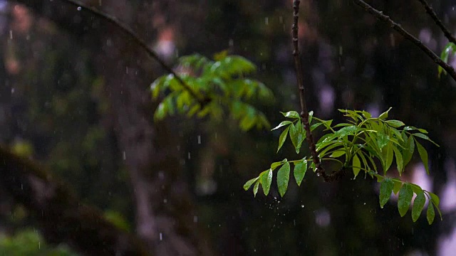 春雨落在白蜡树上视频素材