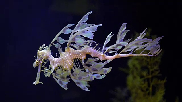 叶海龙海马游泳视频素材