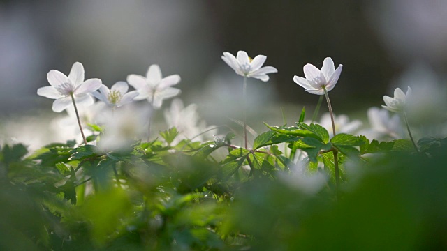 森林中的银莲花(木银莲花)。视频素材