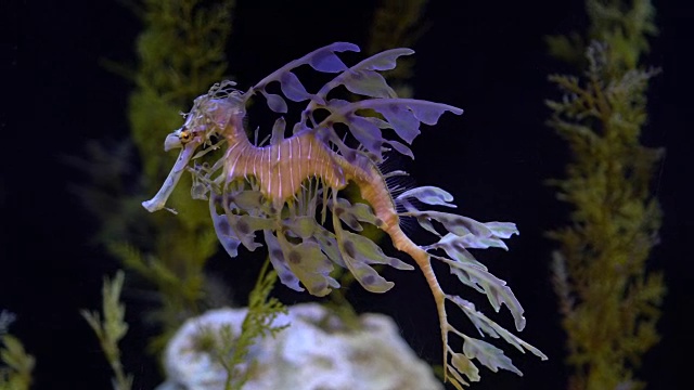 叶海龙海马游泳视频素材