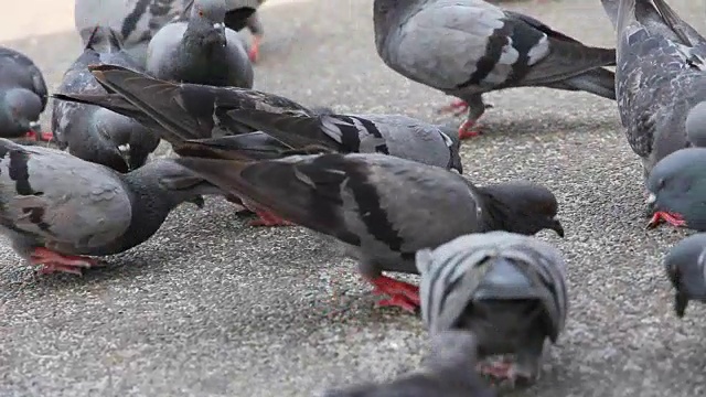 鸽子视频素材