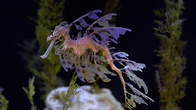 叶海龙海马游泳视频素材