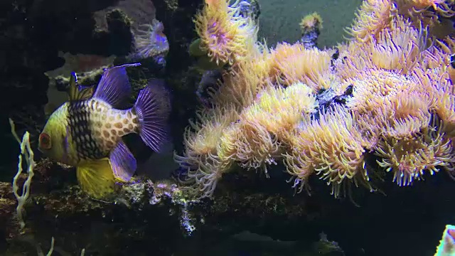 海盐水族馆视频素材