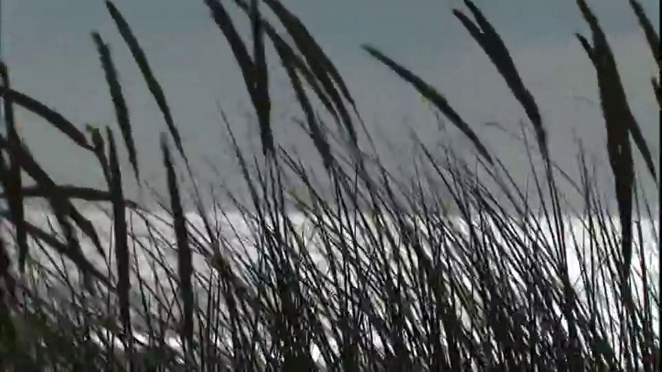 海芦苇随风摆动。视频素材