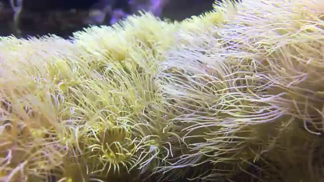 海盐水族馆视频素材