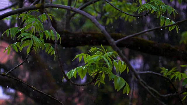 春雨落在白蜡树上视频素材