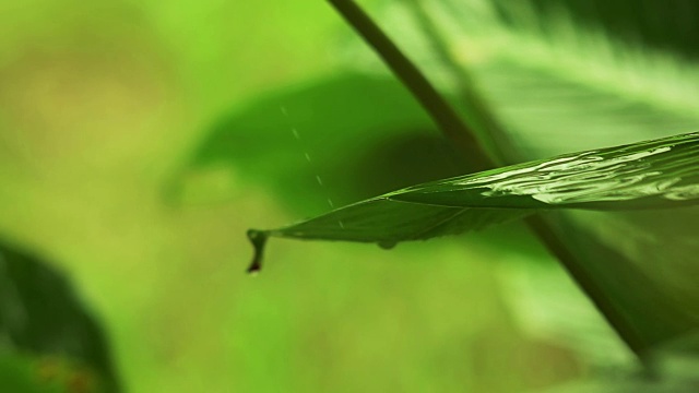 雨滴落在绿叶上视频素材