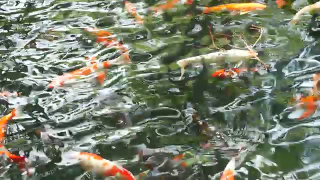 花式鲤鱼在池塘里游泳视频素材