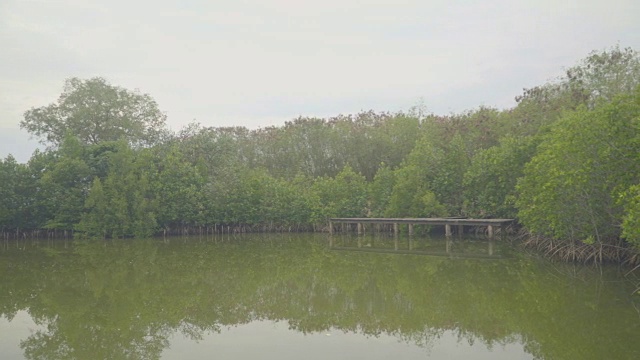 在红树林旅游的人视频素材