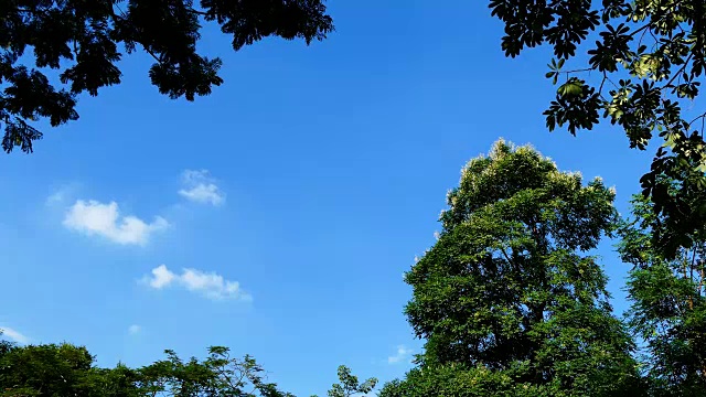 树上的热带花朵视频素材