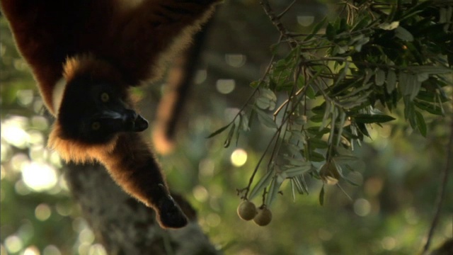 马达加斯加森林里的一种红狐猴(Varecia rubra)在树上摇摆着吃水果视频素材