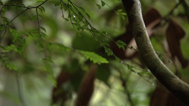 丝质sifaka (Propithecus candius)狐猴在森林中跳跃，马达加斯加视频素材