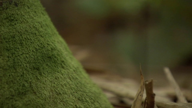 攀爬曼特拉蛙(mantella laevigata)在森林中跳跃，马达加斯加视频素材