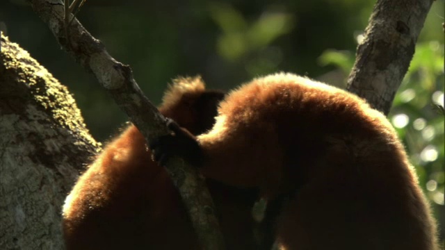 马达加斯加的森林里，一群红狐猴在树上打架视频素材