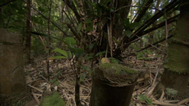 在马达加斯加的森林中，攀爬曼特拉蛙攀爬受损的竹竿视频素材