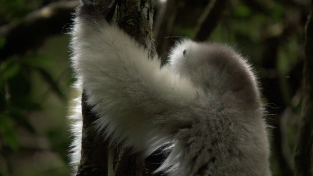 丝质sifaka (Propithecus candius)狐猴在森林中跳跃，马达加斯加视频素材