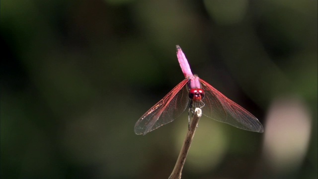 红蜻蜓(Odonata)起飞并降落在马达加斯加的栖木上视频素材