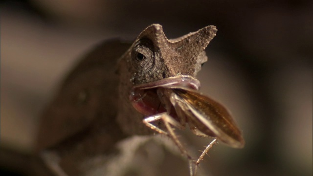 马达加斯加，小叶子变色龙(Brookesia)用舌头捕捉蟑螂视频素材