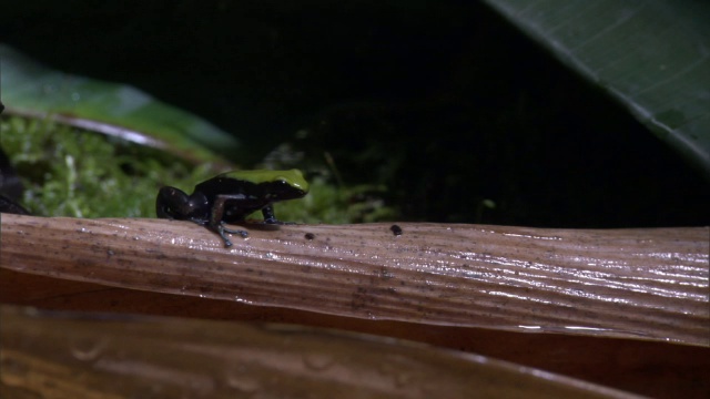 马达加斯加，爬上森林地面的曼特拉蛙(mantella laevigata)跃起视频素材