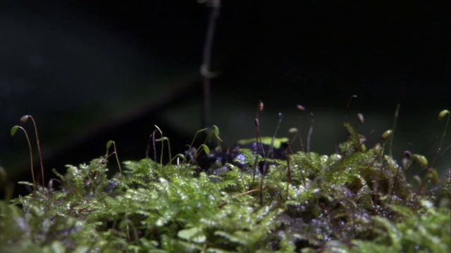 马达加斯加森林中的攀爬曼特拉蛙视频素材