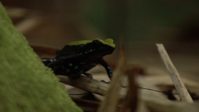 攀爬曼特拉蛙(mantella laevigata)在森林中跳跃，马达加斯加视频素材