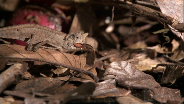 马达加斯加，小叶子变色龙(Brookesia)用舌头捕捉蟑螂视频素材