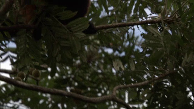 马达加斯加森林中，一种红尾狐猴(Varecia rubra)在树上吃水果视频素材