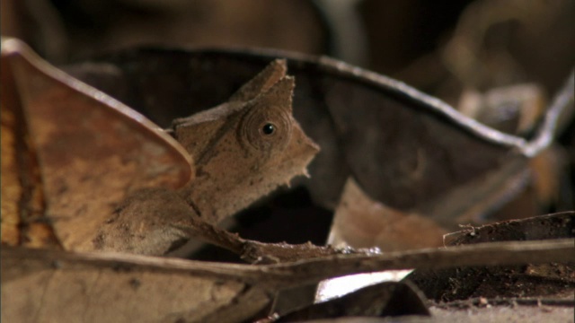 小叶子变色龙(Brookesia)爬上森林地面，马达加斯加视频素材