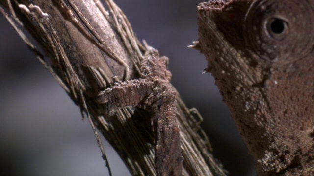 小叶子变色龙(Brookesia)爬在树枝上的森林，马达加斯加视频素材