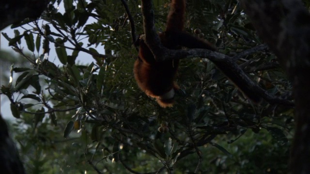 马达加斯加森林里的一种红狐猴(Varecia rubra)在树上摇摆着吃水果视频素材