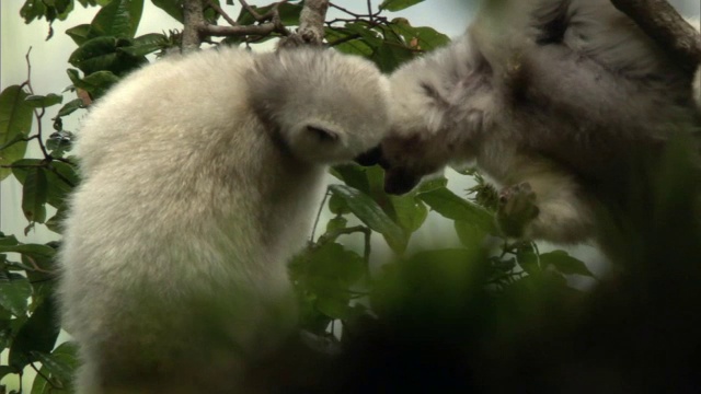 丝质狐猴(Propithecus candius)狐猴在森林，马达加斯加视频素材