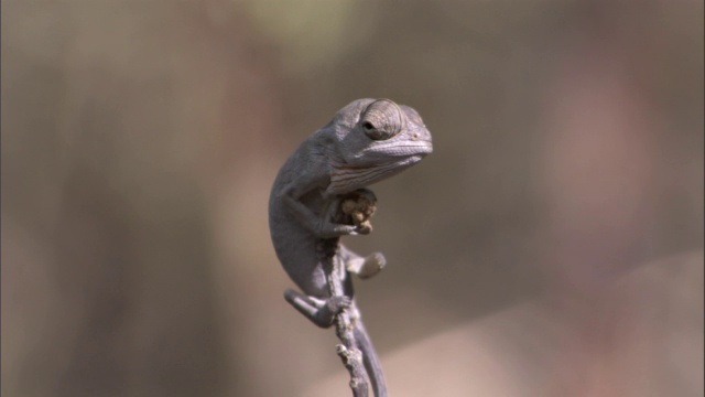 马达加斯加，婴儿拉布尔德变色龙(Furcifer labordi)紧抓着一根小树枝视频素材