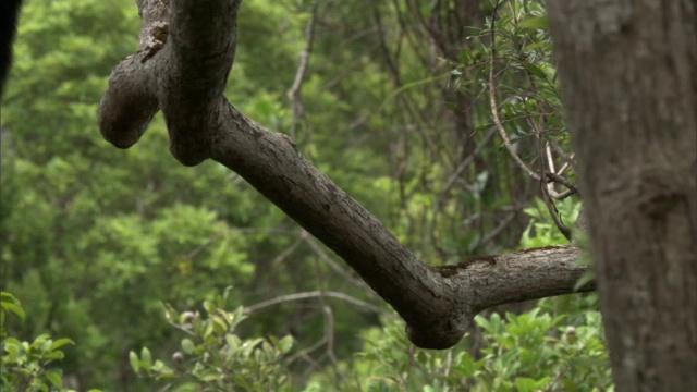 红尾狐猴(Varecia rubra)沿着树枝在森林中奔跑，马达加斯加视频素材