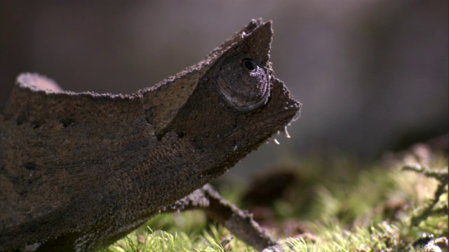 小叶子变色龙(Brookesia)环顾森林地面，马达加斯加视频素材