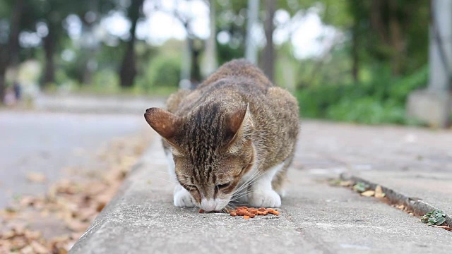 猫视频素材