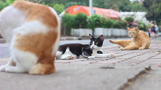 猫视频下载