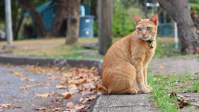 猫视频素材