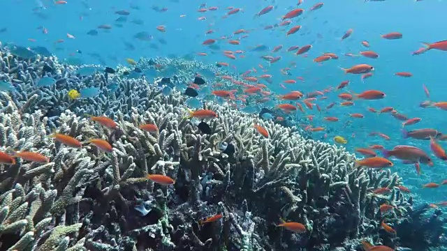 蚁后在日本冲绳县竹富岛游泳视频素材