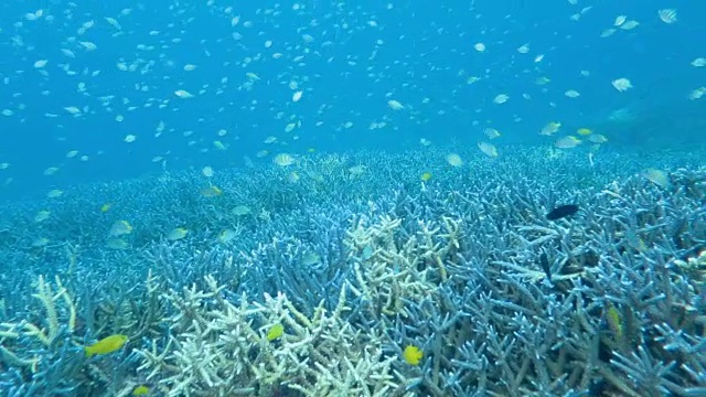 在日本冲绳岛小浜岛，蓝色绿色的铬视频素材